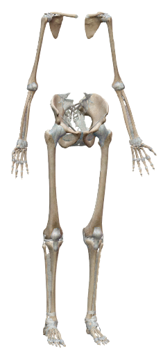 Pectoral Girdle - Appendicular Skeleton - Skeletal Organization