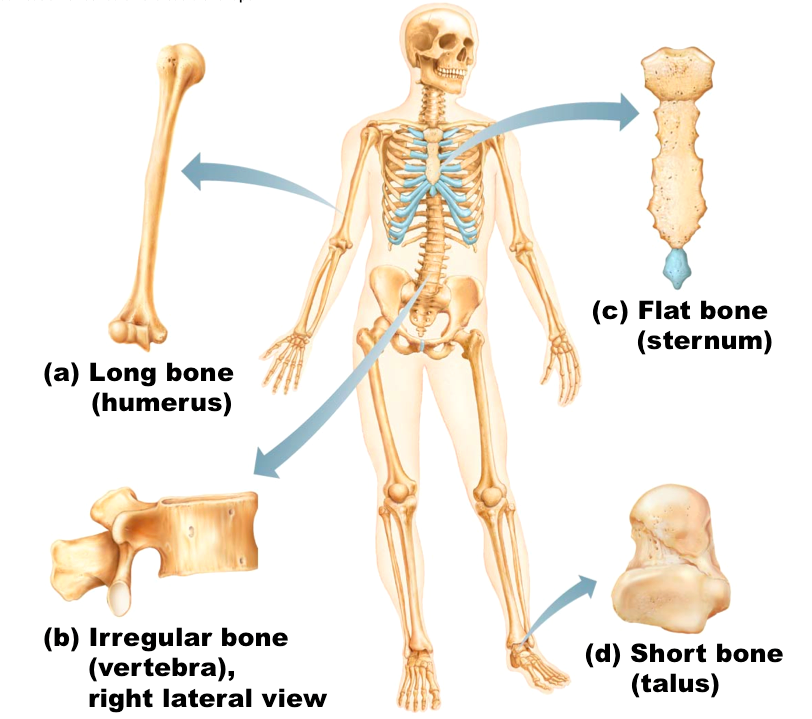 flat bone description