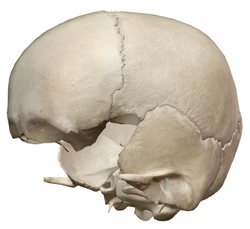 flat bone example