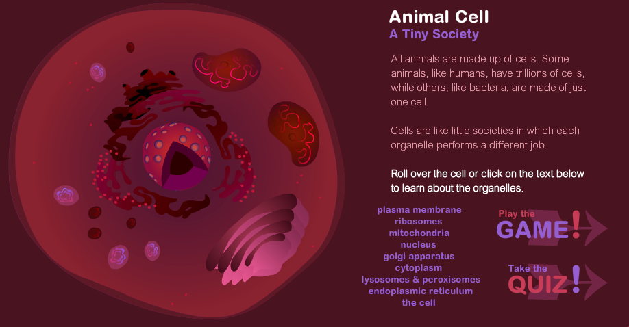 Animal Cells - ms. gallagher's classroom