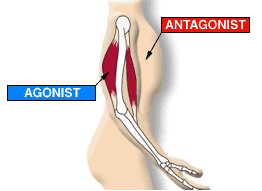 Image result for agonist muscle